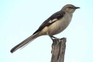 10 Datos Fascinantes sobre el Ruiseñor: El Ave de las Mil Voces