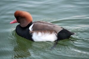 12 Increíbles Datos sobre los Patos: Especies, Hábitats y Secretos de Estas Fascinantes Aves Acuáticas