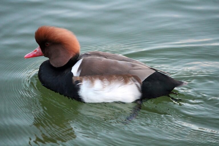 12 Increíbles Datos sobre los Patos: Especies, Hábitats y Secretos de ...