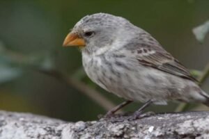10 Fascinantes Curiosidades sobre los Pinzones de Darwin: Especies y Hábitat Únicos